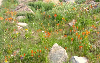 Indian Paint Brush.